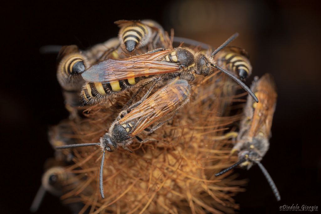 Scoliidae? S, maschi di Colpa sexmaculata